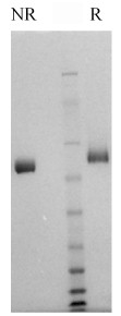 Sample gel image