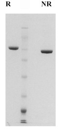 Sample gel image